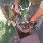 Jiboia é resgatada pela guarda municipal em quintal de casa em Búzios, no RJ