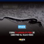 QUE PERIGO | Cobra é flagrada se refrescando em Praia de Cabo Frio-RJ. Veja o vídeo