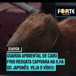 Guarda Ambiental de Cabo Frio resgata Capivara na Ilha do Japonês. Veja o vídeo: