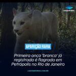 Primeira onça ‘branca’ já registrada é flagrada em Petrópolis no Rio de Janeiro. Confira: