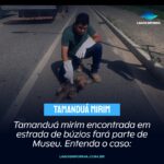 Tamanduá mirim encontrada em estrada de búzios fará parte de Museu. Entenda o caso: