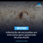 Infestação de escorpiões em Araruama gera apreensão da população