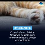 Crueldade em Búzios: Matança de gatos por envenenamento choca comunidade