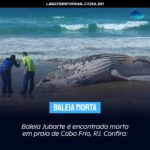 Baleia Jubarte é encontrada morta em praia de Cabo Frio, RJ. Confira: