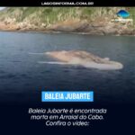 Baleia Jubarte é encontrada morta em Arraial do Cabo. Confira o vídeo: