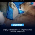 Onça-parda se esconde em garagem de casa em Saquarema