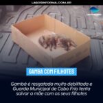 Gambá é resgatada muito debilitada e Guarda Municipal de Cabo Frio tenta salvar a mãe com os seus filhotes