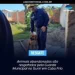 Animais abandonados são resgatados pela Guarda Municipal no Guriri em Cabo Frio, antigo dono poderá responder criminalmente. Entenda: