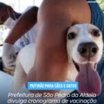 São Pedro da Aldeia divulga cronograma de vacinação antirrábica nos bairros