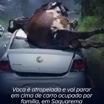 Vaca é atropelada e vai parar em cima de carro ocupado por família, em Saquarema