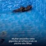 Mulher encontra ratos gigantes se refrescando na piscina dos filhos