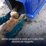 Bicho preguiça é visto em Cabo Frio. Assista ao resgate: