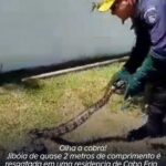 Jiboia de quase 2 metros de comprimento é resgatada em uma residência de Cabo Frio. Assista ao resgate