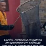 Ouriço- cacheiro é resgatado em residência em bairro de Tamoios, 2º distrito de Cabo Frio
