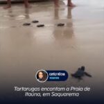 Tartarugas encantam a Praia de Itaúna, em Saquarema