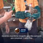 Guarda Marítima resgata gavião carcará em Unamar, Cabo Frio