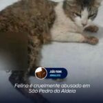 Felino é cruelmente abusado em São Pedro da Aldeia