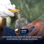 Escorpião mais letal do Brasil preocupa autoridades de saúde buzianas