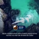 Ação colaborativa salva baleia presa entre rochas no mar de Arraial do Cabo