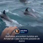 Golfinhos encantam turistas em Arraial do Cabo durante passeio de barco