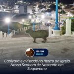 Capivara é avistada no morro da Igreja Nossa Senhora de Nazareth em Saquarema