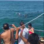 Golfinhos surpreendem turistas no Catamarã Libertas, em Búzios