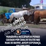 Moradores reclamam do perigo causado por cavalos soltos nas ruas do bairro Jardim Esperança, em Cabo Frio