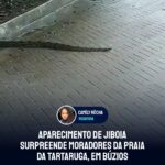 Aparecimento de jiboia surpreende moradores da Praia da Tartaruga, em Búzios