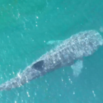 Tubarão-baleia, animal ameaçado de extinção, é visto em Arraial do Cabo