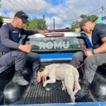 Cão Bull Terrier ataca moradora de Cabo Frio e é resgatado pela ROMU