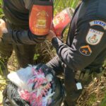 Polícia apreende 310 cápsulas de cocaína em Armação dos Búzios