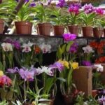 Cabo Frio recebe nesta sexta-feira (3), uma exposição de Orquídeas e Plantas Ornamentais no Horto Municipal