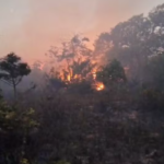 Incêndio atinge reserva do Mico-Leão-Dourado em Cabo Frio