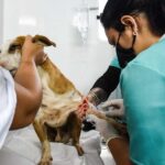 Maricá abre inscrição para castração gratuita de animais