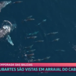 Ana Maria Braga elogia a temporada de baleias em Arraial do Cabo