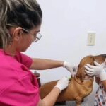 Pets de Macaé receberão microchips