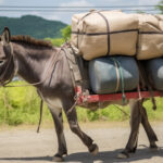 Vereador arrogante e alucinado desmerece colegas de partido em Cabo Frio: “Burros de carga”