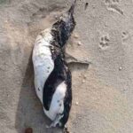 Tragédia ambiental: Mortes de pinguins e mergulhão em praia de saquarema alertam para proteção da fauna marinha