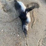 Tartaruga e pinguins são encontrados mortos nas orlas das praias de Saquarema