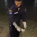 Pinguim é resgatado no Boulevard Canal em Cabo Frio