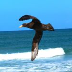 Aves resgatadas pelo Instituto Albatroz são devolvidas para natureza; ações aconteceram na praia da Pernambuca, em Araruama