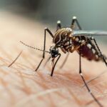 Brasil tem mais de 6,5 Milhões de casos prováveis de dengue em 2024