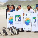 Pinguins-de-Magalhães resgatados em Arraial do Cabo são devolvidos ao mar em Cabo Frio