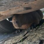 Guarda Marítima e Ambiental resgata capivara presa em galão no Peró em Cabo Frio