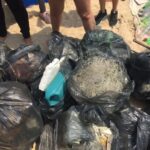 Impacto das atividades de verão nas aves e tartarugas: o Instituto Albatroz alerta para os perigos do lixo e alimentação indevida