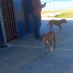 Dois pitbulls são encontrados perdidos em frente ao Extra em Rio das Ostras e comovem moradores