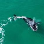Baleia-jubarte dá show na orla da Praia Grande e encanta moradores e turistas em Arraial do Cabo