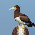 Atobá-pardo anilhado há 40 anos é encontrado vivo em Búzios e se torna o mais longevo da espécie no mundo