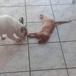 É MUITO HORROR: Caso Walter Rau e o filho Junior, imagem chocante de gato decapitado reforça clima de horror na casa do “Demônio do Cabo”, filho ameaçava familiares com imagem de Baphomet
