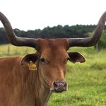 Esposa flagra cunhada como amante do marido e do irmão e o pau quebra em Arraial do Cabo
